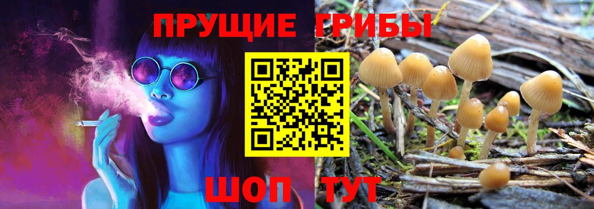 купить закладку  Вход с VPN  Ртищево  Псилоцибиновые грибы Psilocybe  Псилоцибиновые грибы MAGIC MUSHROOMS 